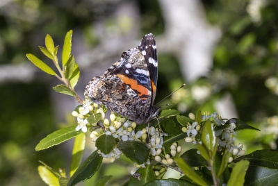 Red Admiral 2024